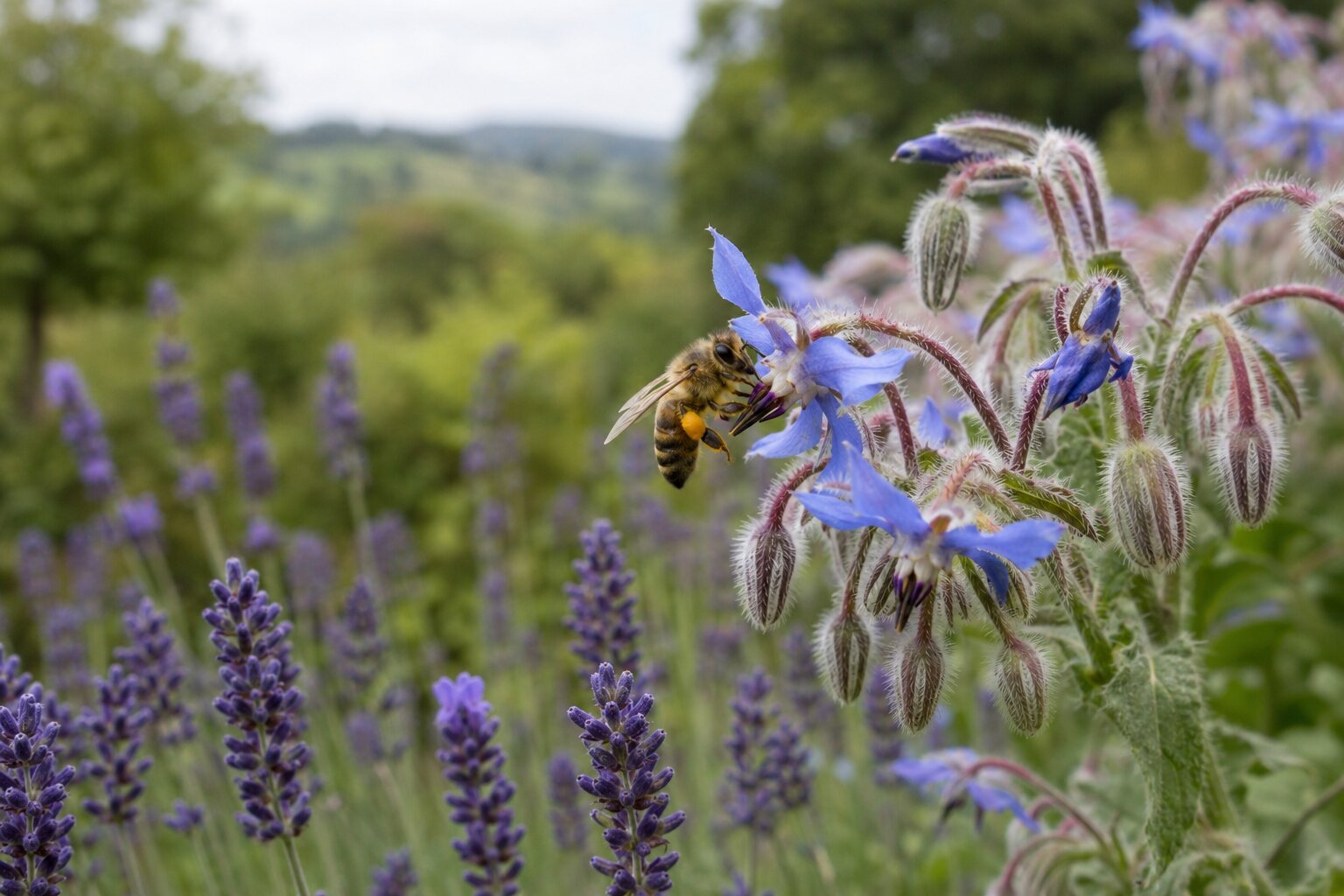 Honey bee collecting nectar and pollen from a summer flower