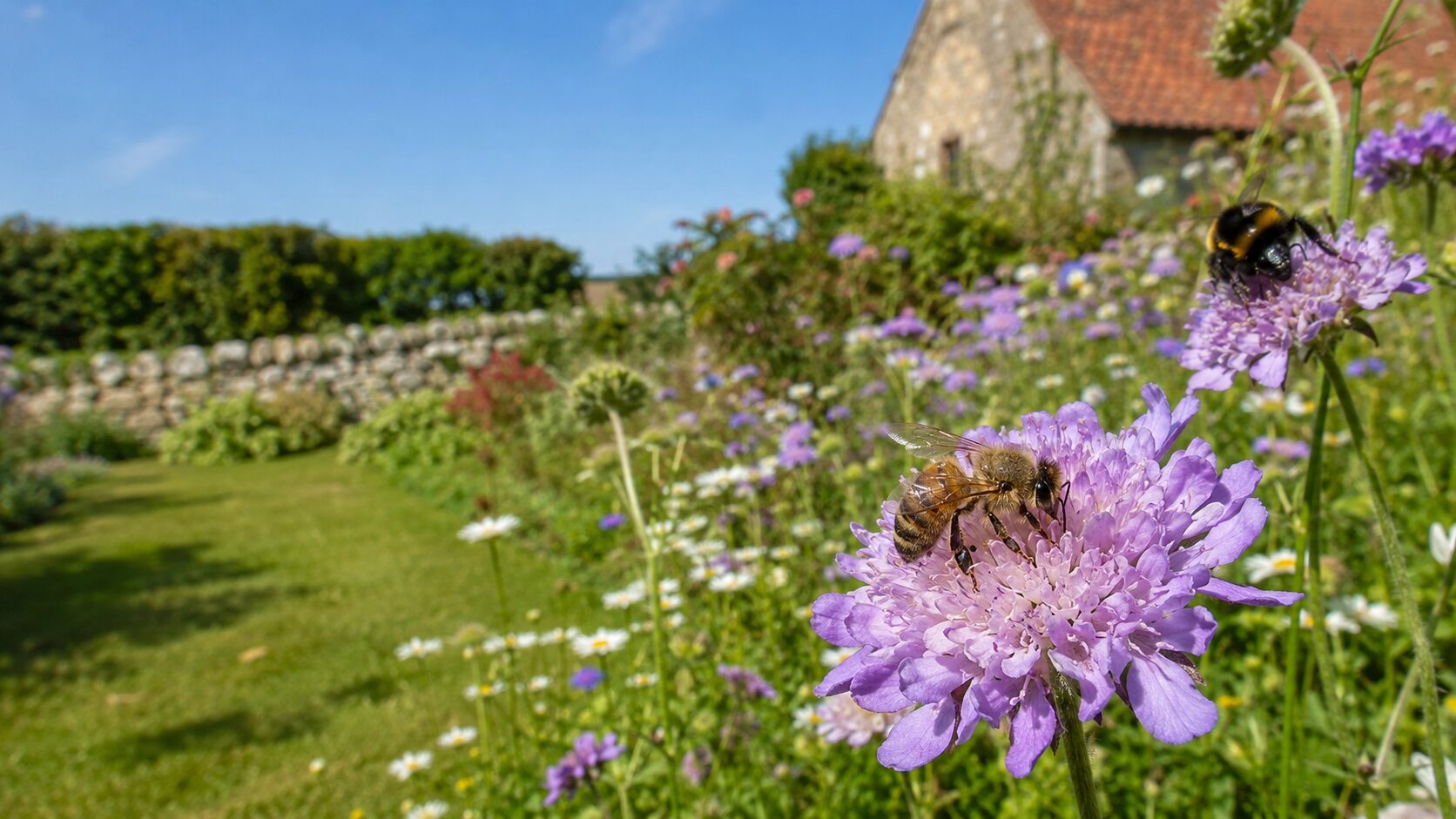 Honey bee and bumblebee foraging in a sunny flower garden near Malton